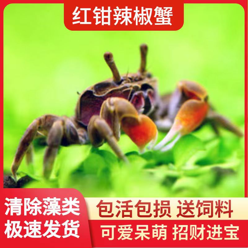 迷你辣椒蟹观赏蟹淡水螃蟹深水蟹草缸除藻宠物蟹【包活送粮】