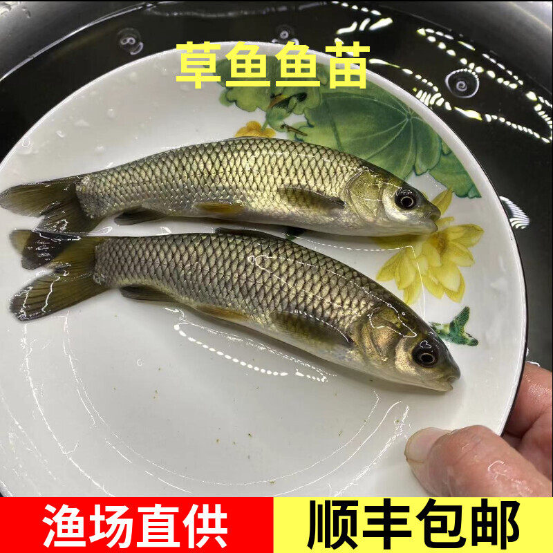 草鱼苗青鱼苗淡水养殖活体食用草皖鱼苗特大半斤草鱼苗螺蛳青鱼苗