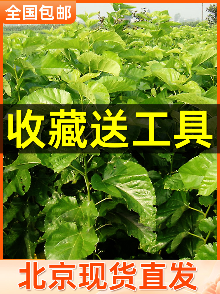 新鲜桑叶天然活体彩色蚕宝宝食物喂蚕卵养蚕套装饲料北京现摘嫩叶