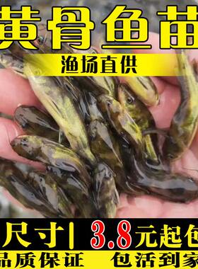 黄骨鱼苗淡水养殖食用活体冷水黄颡鱼昂刺黄丫头黄鸭叫黄辣丁鱼苗