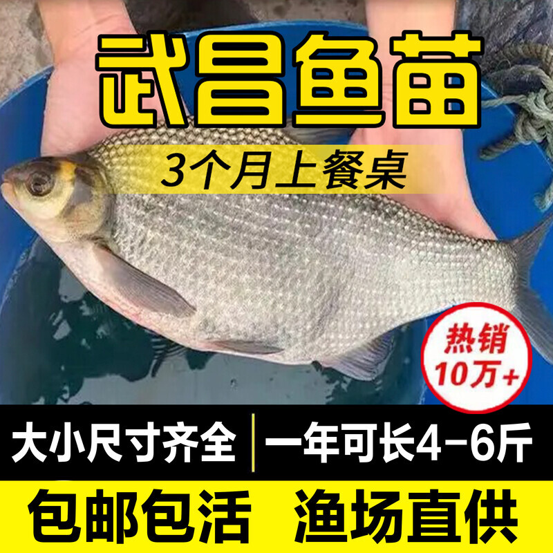 武昌鱼苗淡水养殖食用鳊鱼苗三角鲂团头鲂苗边鱼苗活体冷水观赏鱼