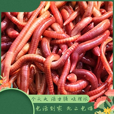 大平二号红蚯蚓活体 鱼饵料垂钓鱼用品龟粮鱼食活蚯蚓赤子爱胜蚓