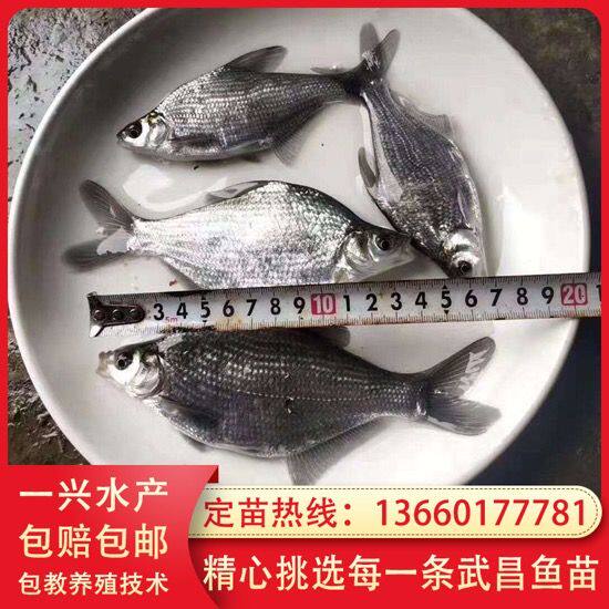 武昌鱼苗 鳊鱼苗 三角鲂鱼 三角边鱼沙边鱼苗团头鲂 活体包活包邮