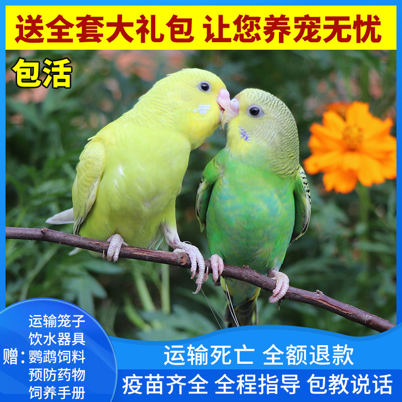 鹦鹉活鸟活物云斑鹦鹉中小型会说话鹦鹉活体宠物动物小鸟虎皮鹦鹉