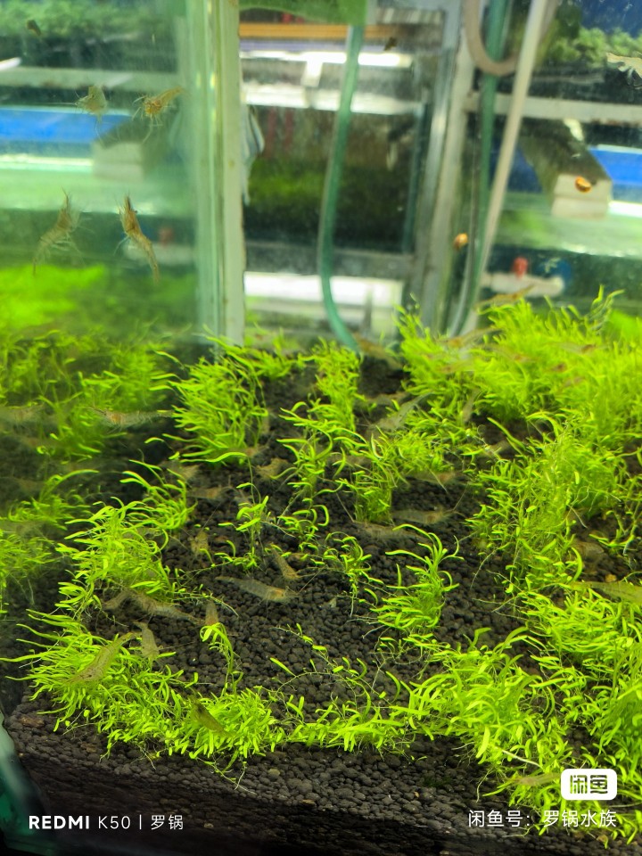 中华小长臂花腰虾秀丽白鱼缸观赏水晶虾除丝藻吃藻虾除藻虾工具虾