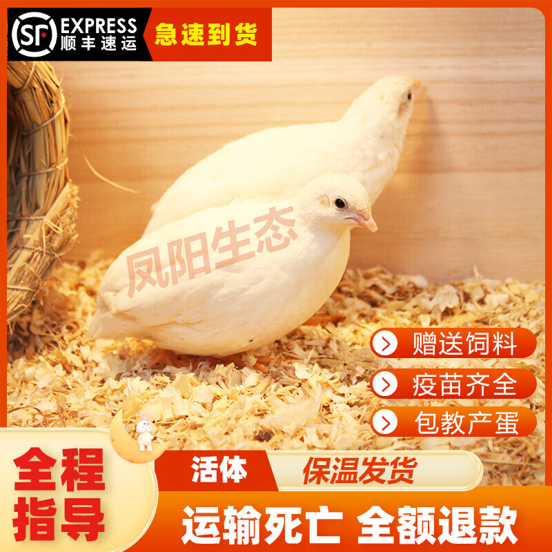 网红宠物鸡活物观赏鸡活体全色系迷你宠物40-60天青年鸡顺丰现货