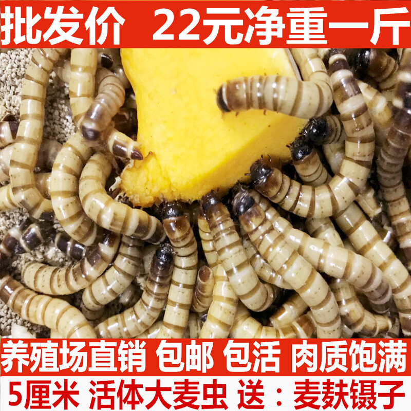 大麦虫活虫500g鲜活面包虫黄粉虫金龙鱼饲料活体八哥画眉鸟食虫子