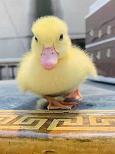 正宗柯尔鸭活 宠物可达鸭活物小鸭子活的真小鸭子宠物幼崽活苗