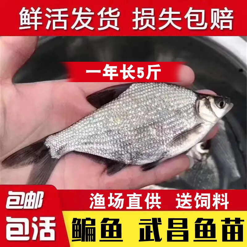 优质武昌鱼苗淡水鳊鱼苗扁鱼苗三角团头鲂鱼苗边鱼苗养殖活体包邮