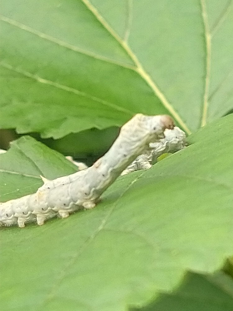新鲜桑叶蚕宝宝饲料小蚕现摘嫩叶桑树叶喂蚕叶养蚕专用不打药顺丰