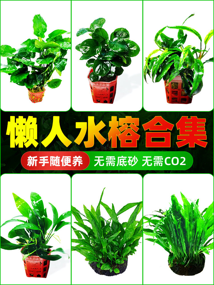 水榕水草沉木水草懒人阴性活体九冠鱼缸真草植物大叶榕迷你榕造景