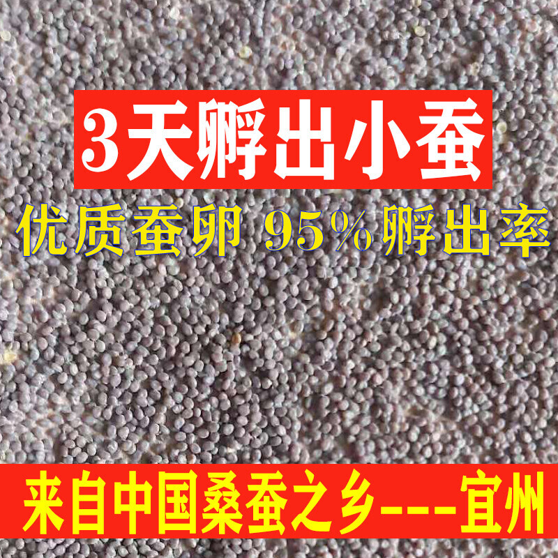 蚕种白蚕宝宝蚕卵学生养蚕套装特嫩桑叶活体蚕籽123龄防脓病春蚕