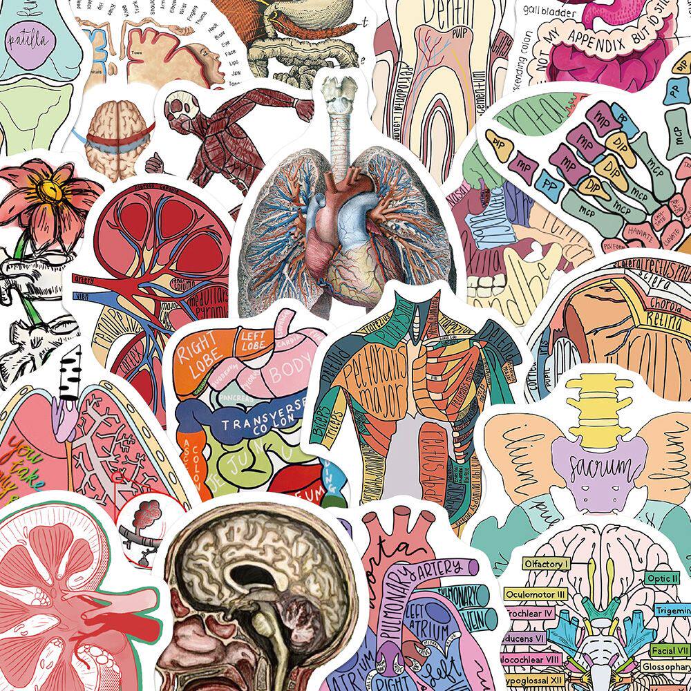 50张解剖学英文贴纸人体器官构造医学手账桌面笔记本装饰防水贴画