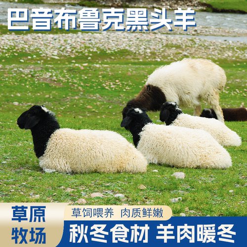 新疆巴音布鲁克草原牧场黑头羊草饲喂养肉质鲜嫩秋冬暖冬优质食材