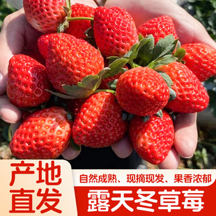 四川攀枝花长日照露天草莓自然成熟纯天然不含膨大剂