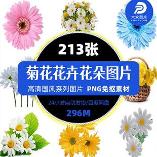 菊花手绘野菊花非洲菊波斯菊花卉装饰画海报背景png免扣精品素材