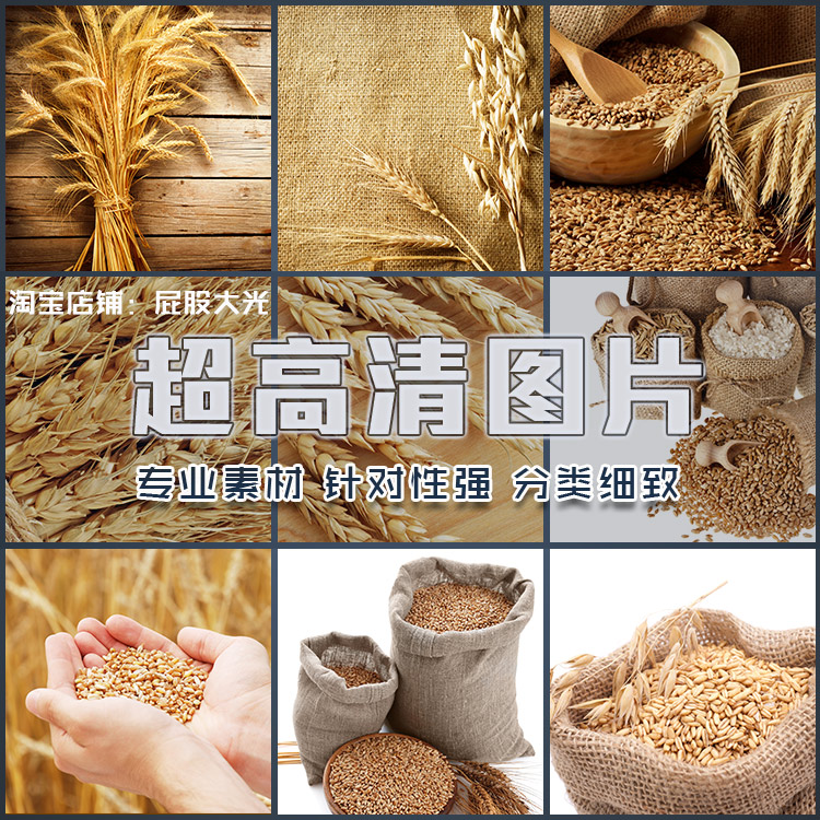 超大超高清图片麦粒小麦稻谷麦穗大麦谷物种子庄稼农