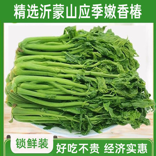 香椿芽山东特产新鲜腌制香椿头茬红香椿下饭菜酱菜