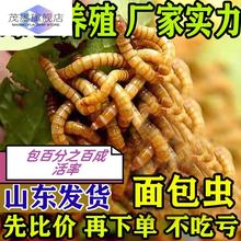 面包虫活钓鱼体黄粉鹦鹉金龙乌龟画眉鸟石蛙饲料包邮