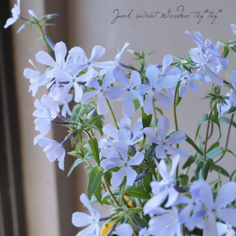 进口宿根福禄考 蓝色香水多年生耐寒耐热阳台庭院盆栽植物