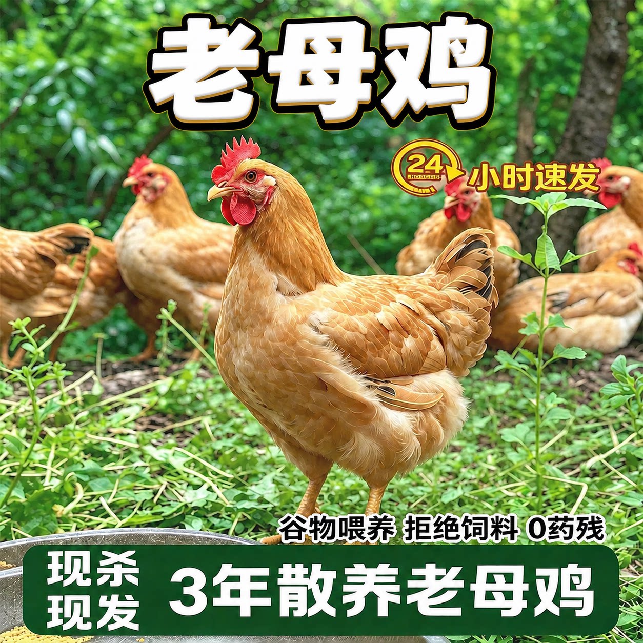 农家散养现杀整只老母鸡
