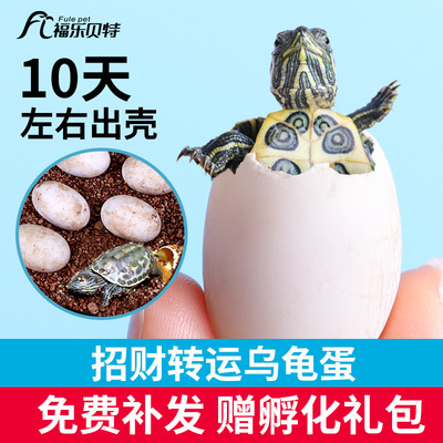 乌龟蛋可孵化受精巴西龟花龟鳄龟小宠物活体火焰草龟金钱龟苗活物