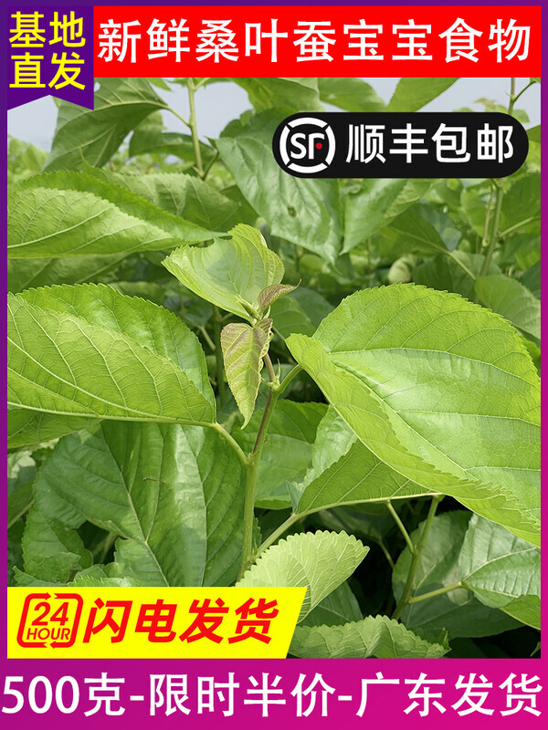 顺丰包邮桑叶新鲜500克桑树嫩叶桑叶喂蚕宝宝饲料食物养蚕1斤广东