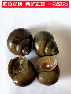 脆螺钓鱼螺新鲜青鱼泥螺鲜活田螺活体螺蛳鱼饵黑鲩乌青打窝石螺