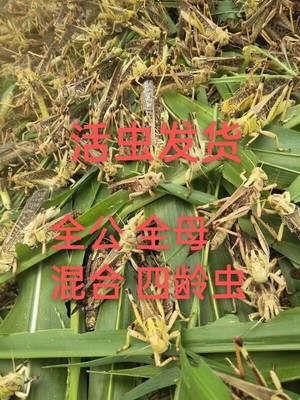 全公蚂蚱活虫东亚飞蝗包邮蝗虫蚱蜢干蚂蚱活蚂蚱纯公蚂蚱四龄虫