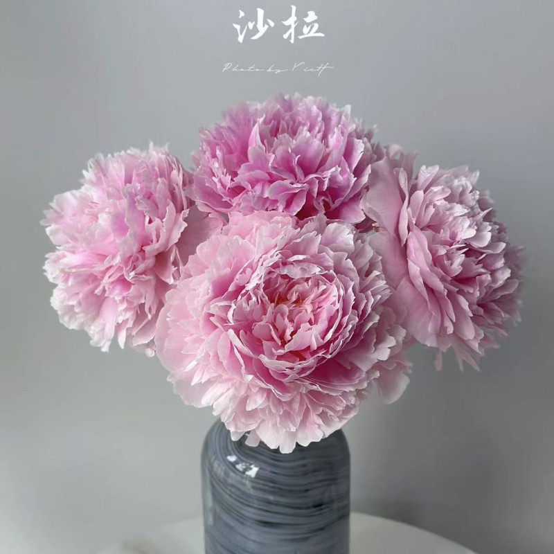 现货速发芍药鲜切花重瓣花束云南家庭插花卉云南鲜花山东基地直发