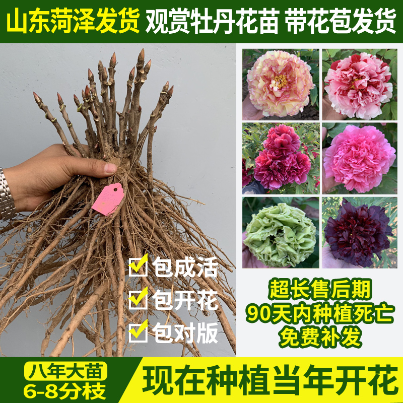 正宗洛阳观赏牡丹花苗大苗重瓣大花室内外庭院四季盆栽绿植物花卉