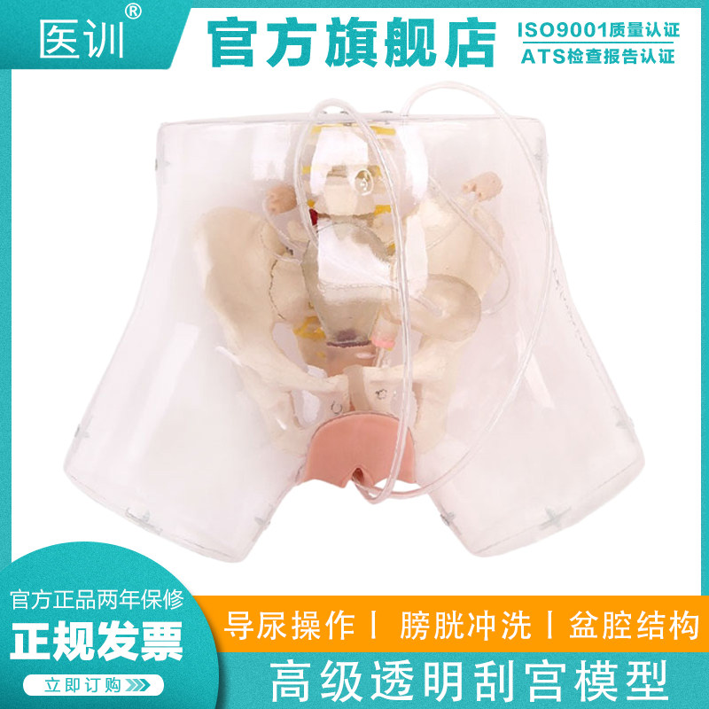 医训 yx/t32 高级透明刮宫模型女性流产模型妇科手术模型临床实习人工