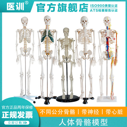 人体骨骼模型骨骼医训