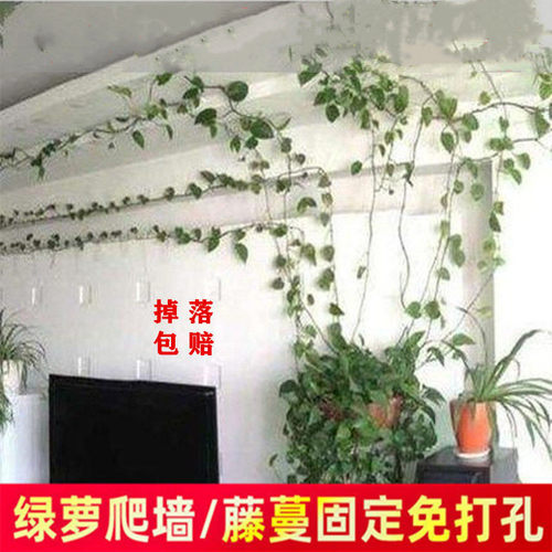 5-50无痕免钉爬墙神器理线夹绿植