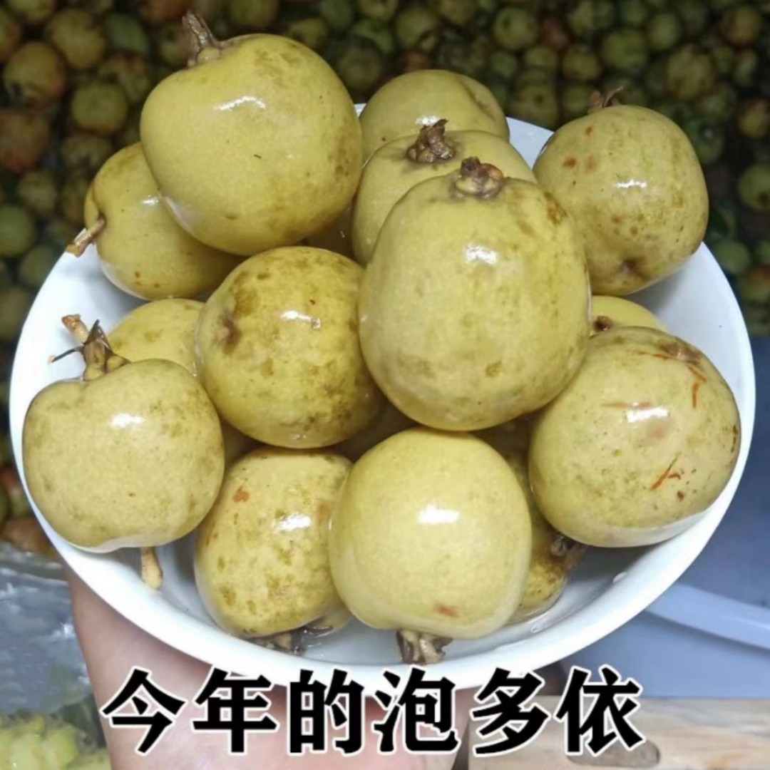 浸泡多依酸哆依果渣子果孕妇酸果酸水果野生解暑酸甜木瓜云南特产