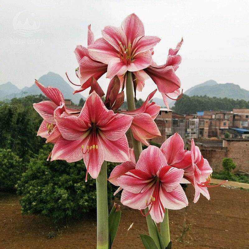 【常年开花荷口兰进重aiq瓣顶红四季开】花植物室内盆栽朱浓香型