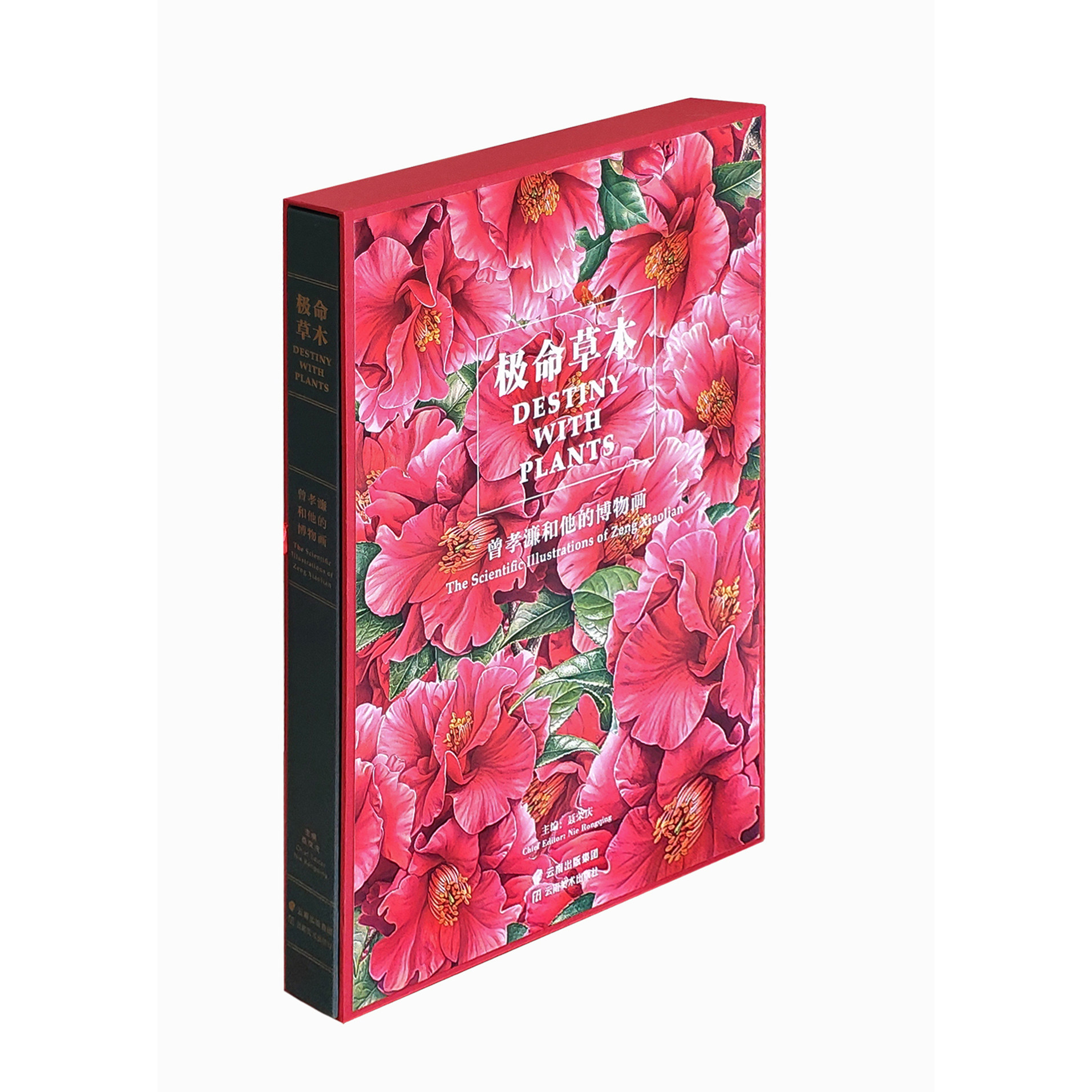 极命草木 曾孝濂和他的博物画