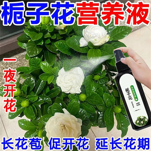 栀子花酸性通用植物形营养液治掉花苞急救黄叶枯叶促开花延长花期