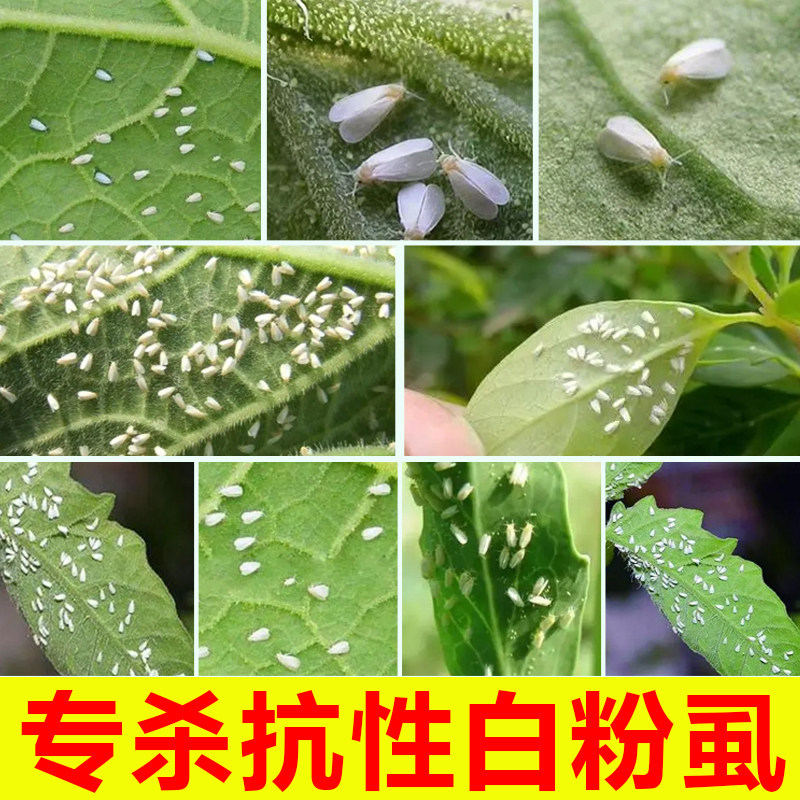 联菊啶虫脒白粉虱专用药花卉番茄辣椒杀虫剂白飞虱蚜虫蓟马小黑飞
