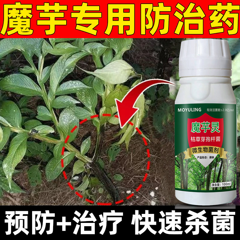 魔芋专用药杀菌剂防病魔芋灵汰腐净魔芋白娟病软腐病微生物杀菌剂