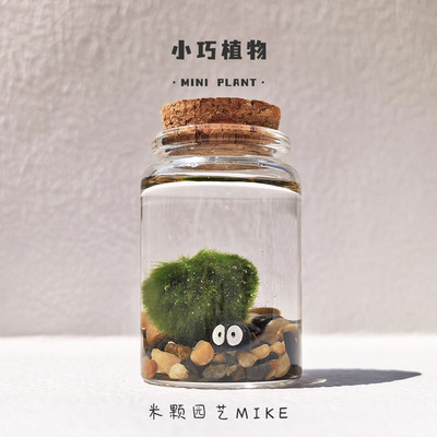 水藻球生态瓶迷你植物桌面小宠物微景观好养易活植物mossball水草