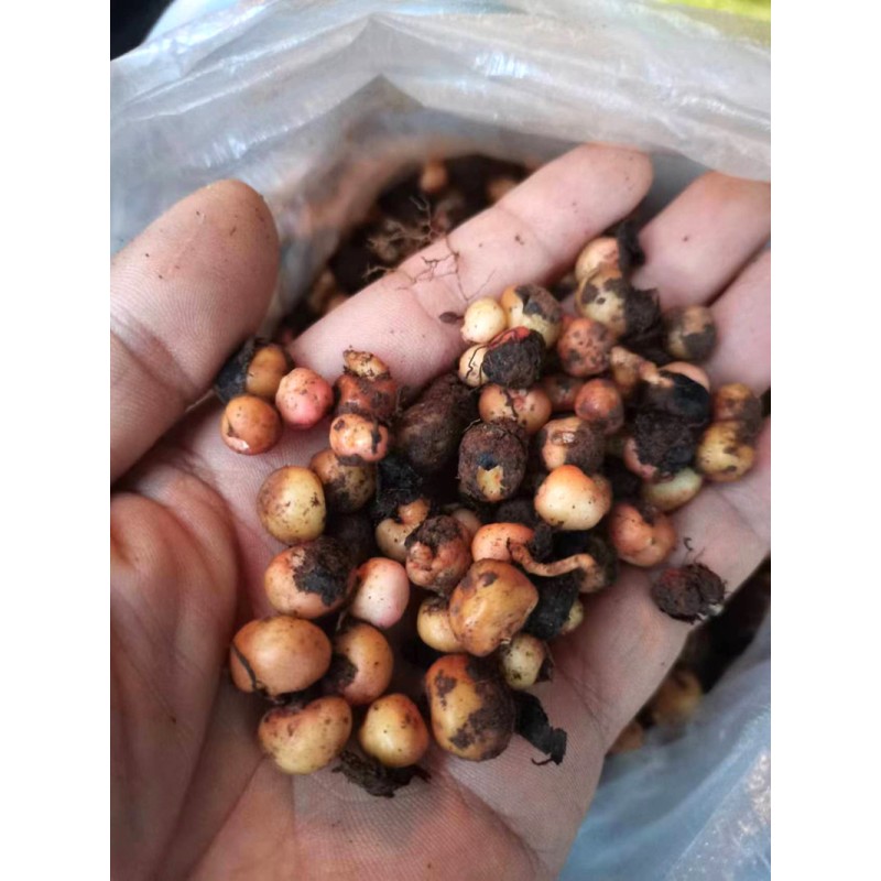 新鲜地下明珠落地珍珠一粒金丹陈伤子吊石草茅膏菜根2026年