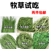 兔子试吃牧草提摩西草南提北提干草龙猫果树草燕麦草黑麦草50g