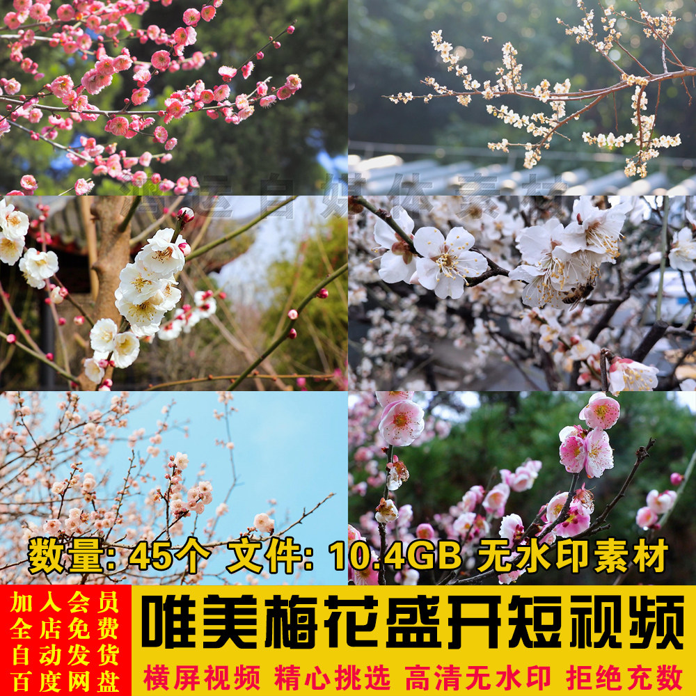 高清梅花园寒梅春梅腊梅盛开花朵特写抖音快手转场剪辑短视频素材