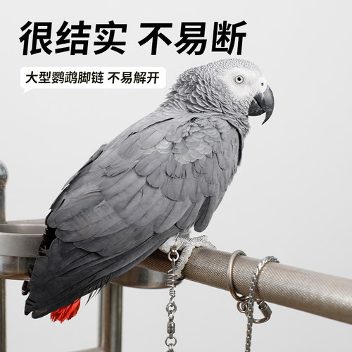 高能鹦鹉大型鹦鹉专用脚链防打结