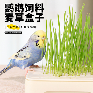 鹦鹉可食用草籽麦芽草零食虎皮鹦鹉专用小鸟玩具解闷自嗨用品大全