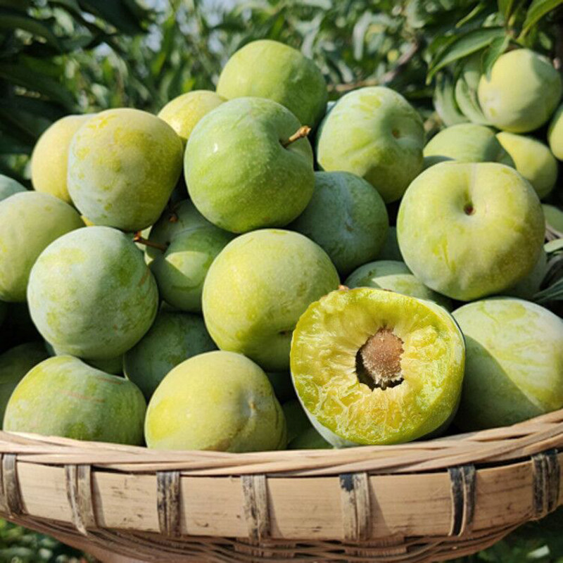 5斤包邮四川汶川青脆李脱骨李冰糖李脆甜李子孕妇新鲜水果特大果