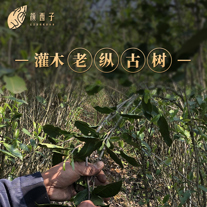 荒野白茶30年高海拔古树花果香甜