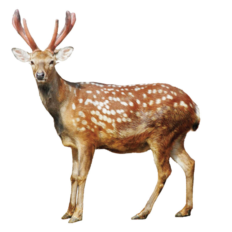 梅殖鹿幼崽小鹿活母成年种公鹿孕苗鹿养花景区观赏z梅花鹿活物