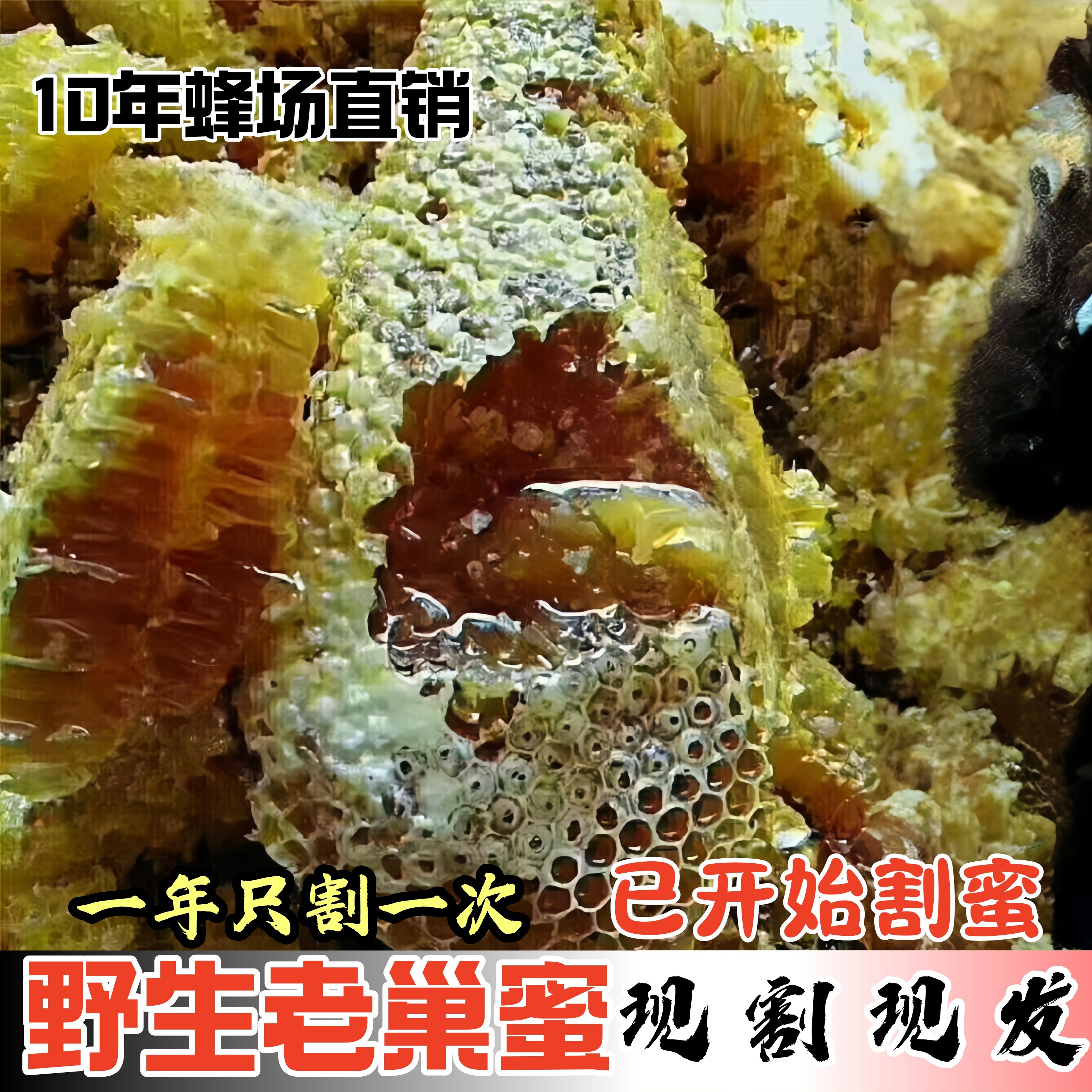 野外蜂巢蜜嚼着吃蜂蜜纯正天然老巢蜜农家正宗土蜂蜜自产蜂巢蜂窝